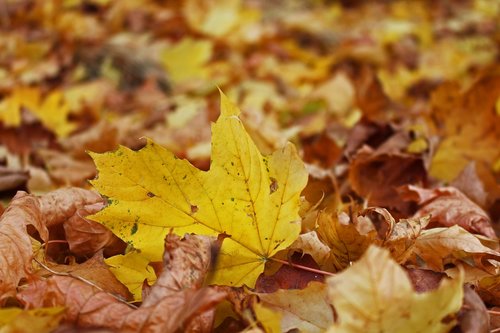 fall foliage  maple leaf  autumn