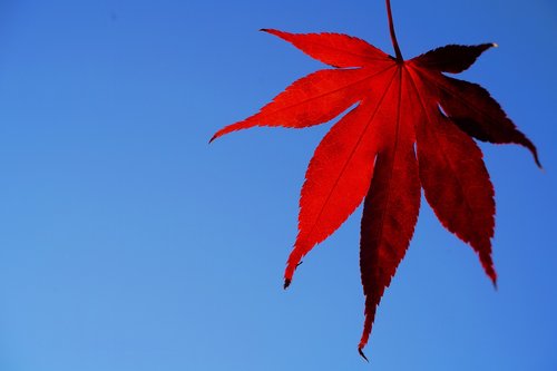 fall foliage  herb tfärbung  maple leaves