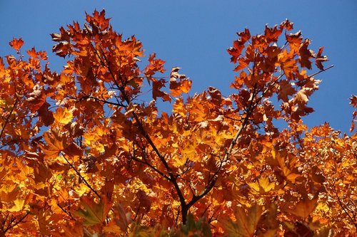 fall foliage  maple  colorful