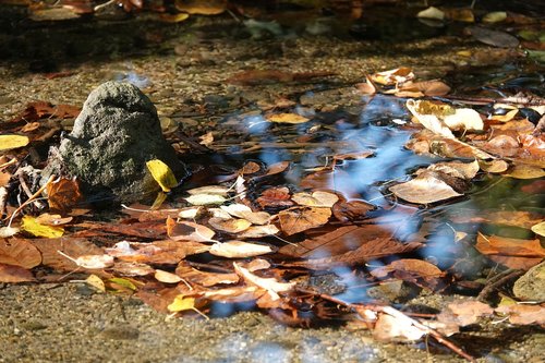 fall foliage  water  bach