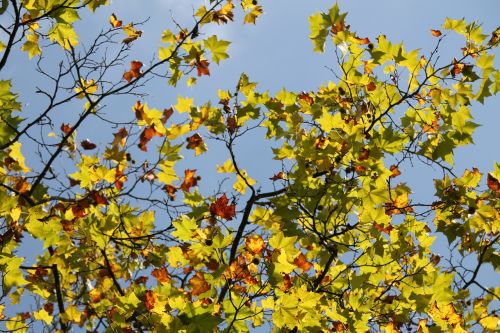 fall foliage autumn sun