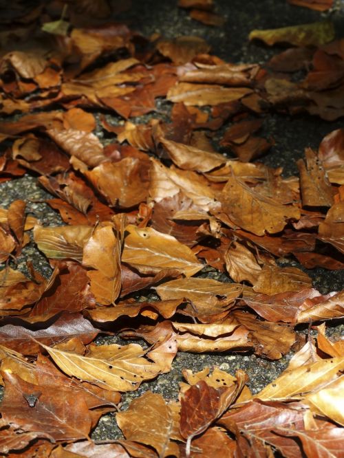 fall foliage leaves brown