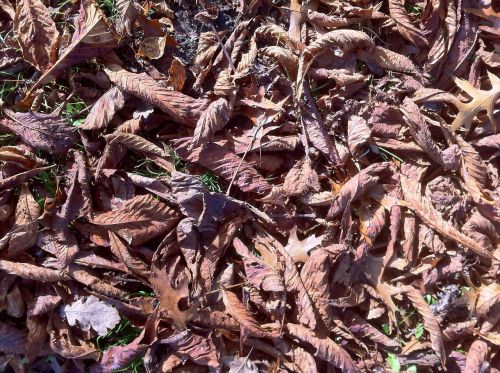 fall foliage forest floor golden brown
