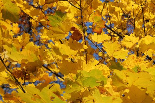 fall foliage colorful yellow