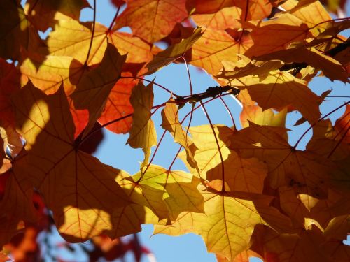 fall foliage autumn maple leaves