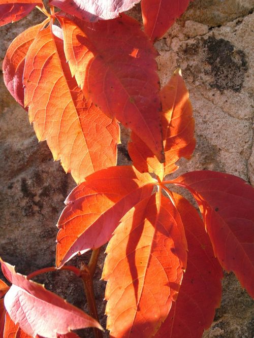 fall foliage autumn leaves