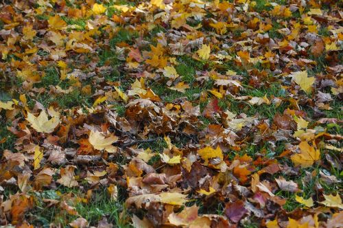 fall foliage autumn meadow