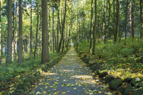 fall foliage ore mountains forest