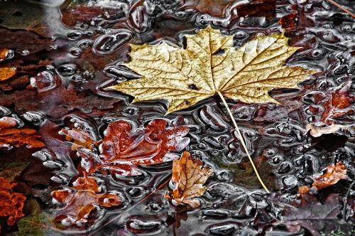 fall foliage puddle maple leaf