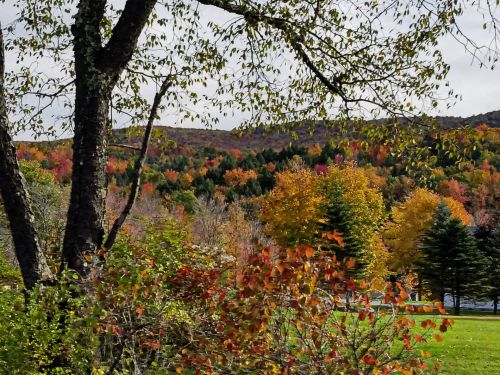 Fall Foliage