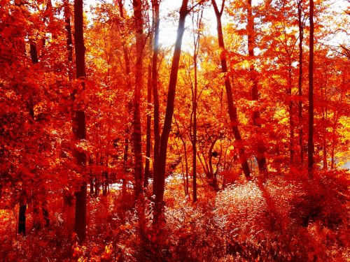 Fall Forest Leaves