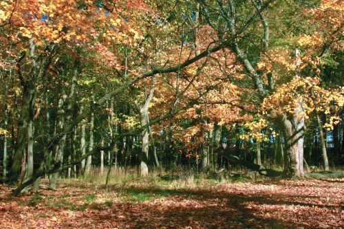 Fall Forest Scene