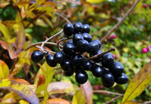 fall harvest black berries berry fruits bush