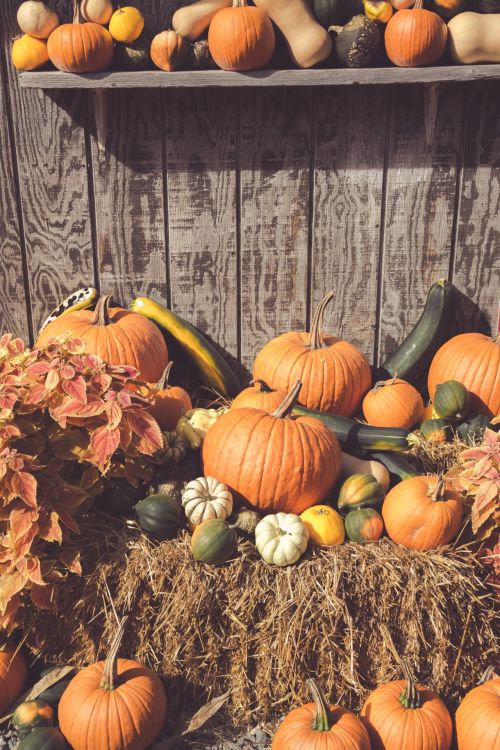 Fall Harvest Display