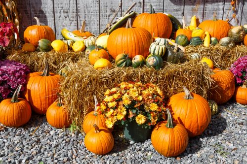 Fall Harvest Display