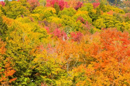 Fall In New England