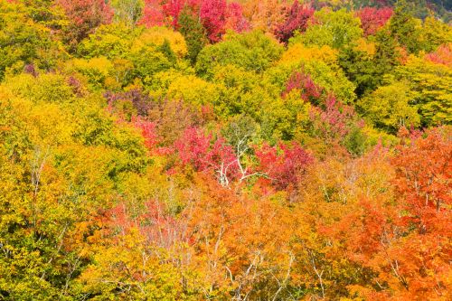 Fall In New England