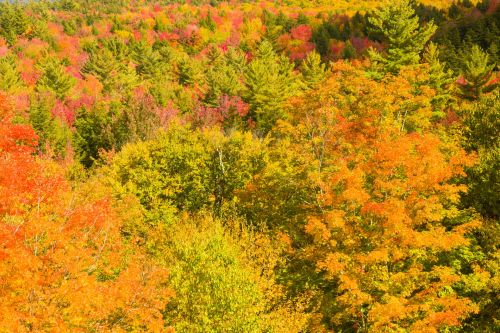 Fall In New England