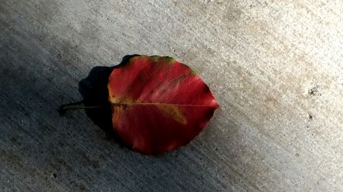 Fall Leaf On Cement