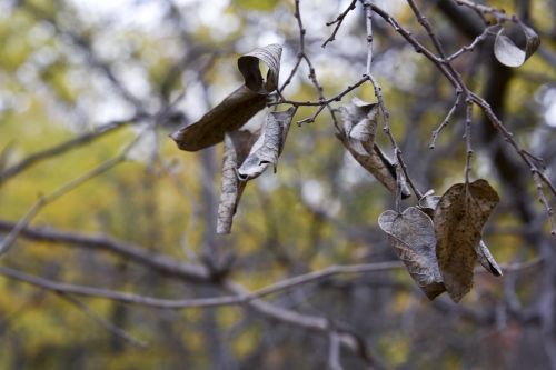 Fall Leaves