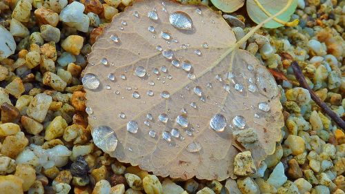 fall leaves autumn autumn leaf