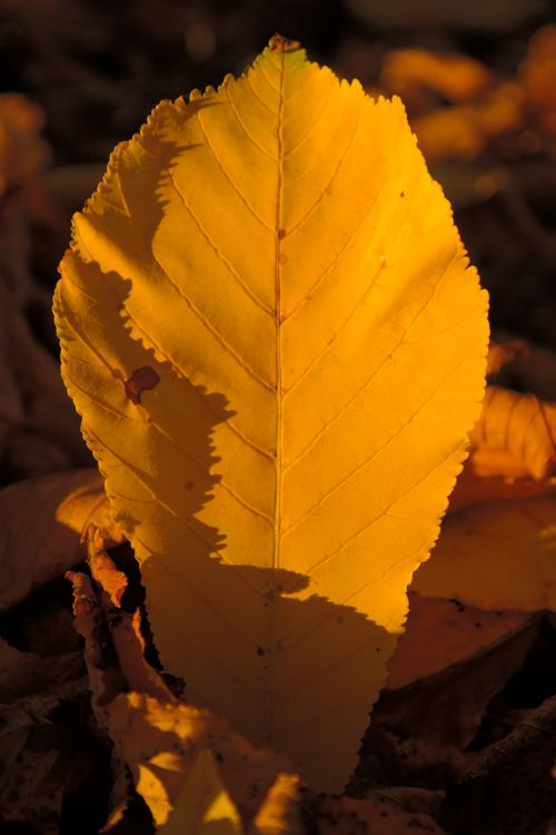 fall leaves gold chestnut leaves