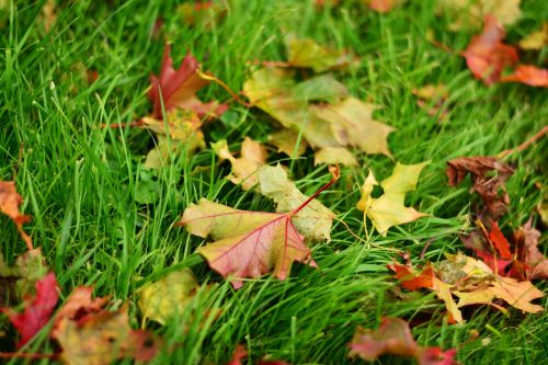 fall leaves maple leaves maple