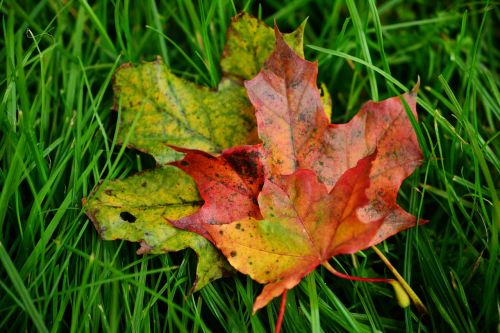 fall leaves maple leaves maple