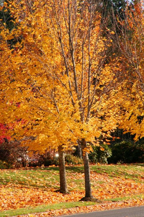 fall leaves orange trees