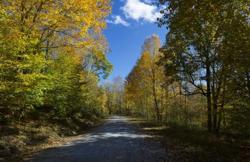 fall leaves trail fall