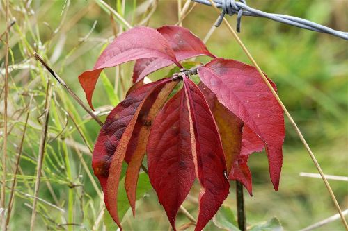 fall leaves red fall color