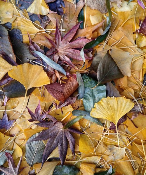 fall leaves  ginkgo  japanese maple