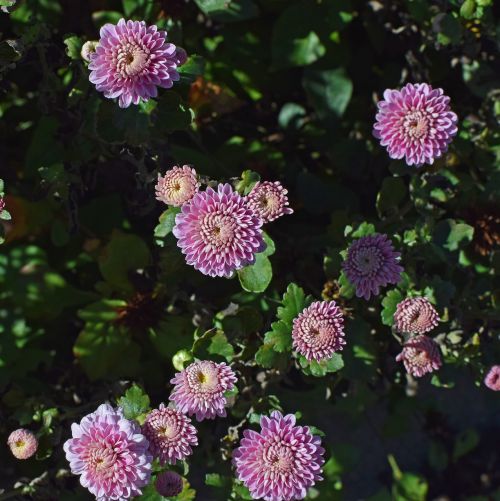 fall pink-purple mums chrysanthemum flower