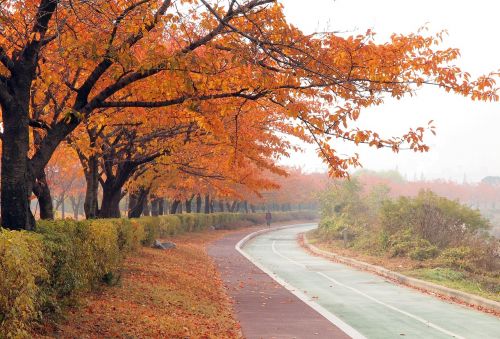 fall road in autumn fall trail