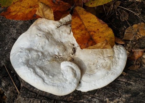 fall shelf fungus on tree fungus fungi