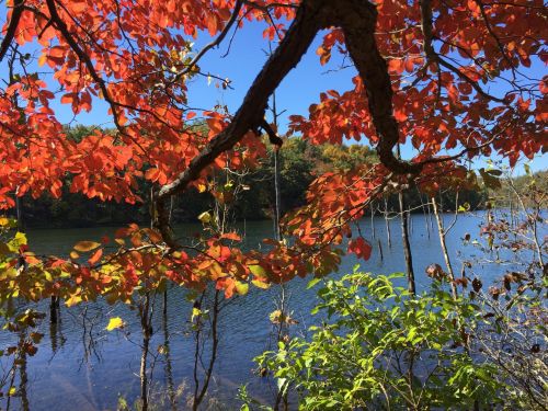 Fall Shot At Lake