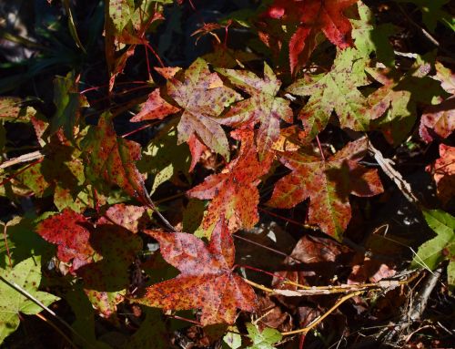 fall sweetgum leaves foliage leaves