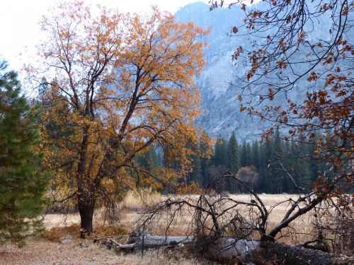 Fall Trees