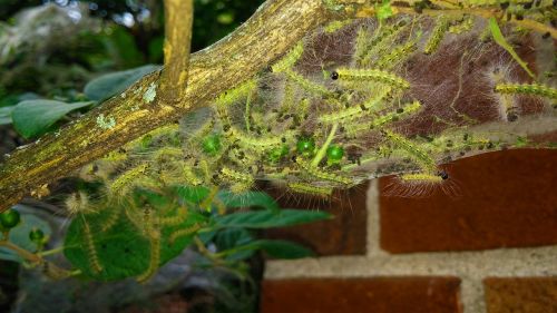fall webworm web worms webbed nest