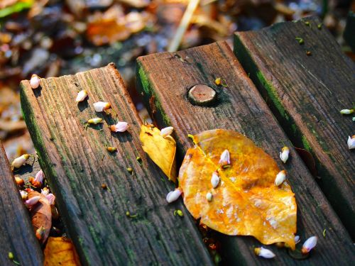 fallen leaves wood