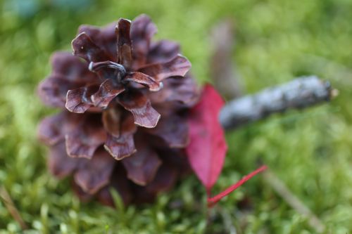 Fallen Acorn Autumn