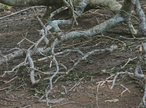 Fallen Branch