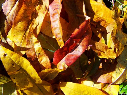 fallen colored leaves autumn avar