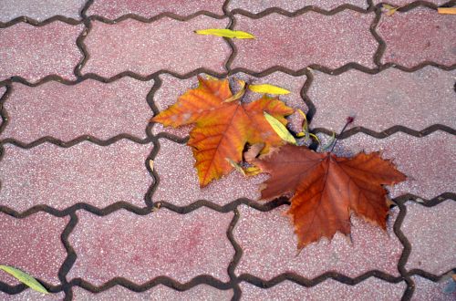 Fallen Leaves