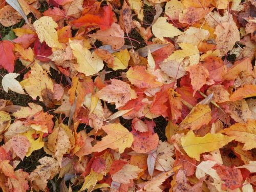 fallen leaves autumn yellow leaves