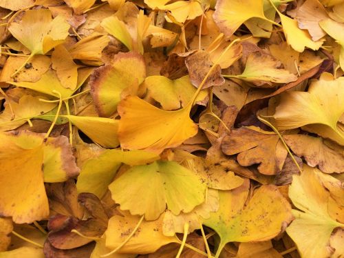 fallen leaves yellow leaves gingko tree