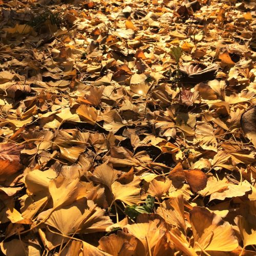 fallen leaves yellow leaves gingko tree