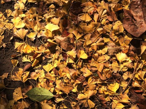 fallen leaves yellow leaves gingko tree