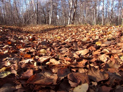 fallen leaves autumn foliage autumn