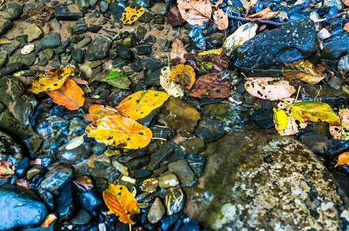 fallen leaves  creek  fall